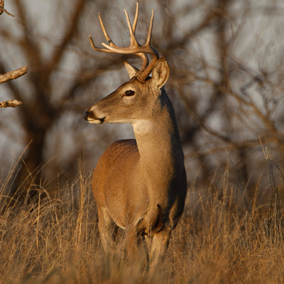 Choosing a Deer Lease